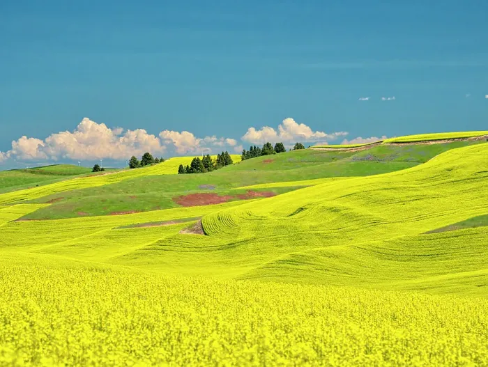 Framed Print : USA, Washington State, Palouse Region. Spring canola field with contours and lines Framed Print : USA, Washington State, Palouse Region. Spring canola field with contours and lines