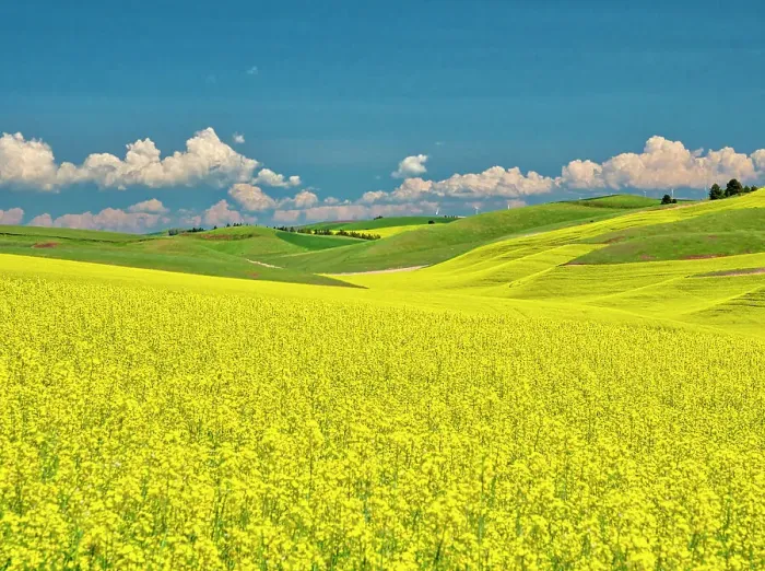 Framed Print : USA, Washington State, Palouse Region. Spring canola field with contours and lines Framed Print : USA, Washington State, Palouse Region. Spring canola field with contours and lines