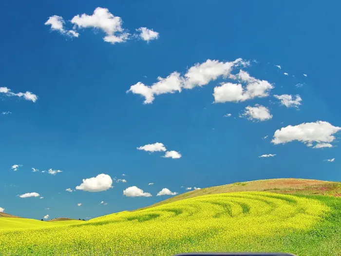 Framed Print : USA, Washington State, Palouse Region. Spring canola field with contours and lines Framed Print : USA, Washington State, Palouse Region. Spring canola field with contours and lines