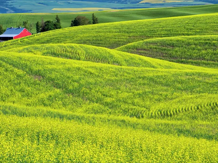 Framed Print : USA, Washington State, Palouse Region. Rolling hills of canola Framed Print : USA, Washington State, Palouse Region. Rolling hills of canola
