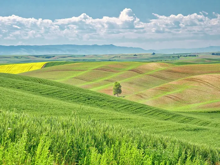 Framed Print : USA, Washington State, Palouse Region. Lone tree in Spring fields of wheat and canola Framed Print : USA, Washington State, Palouse Region. Lone tree in Spring fields of wheat and canola