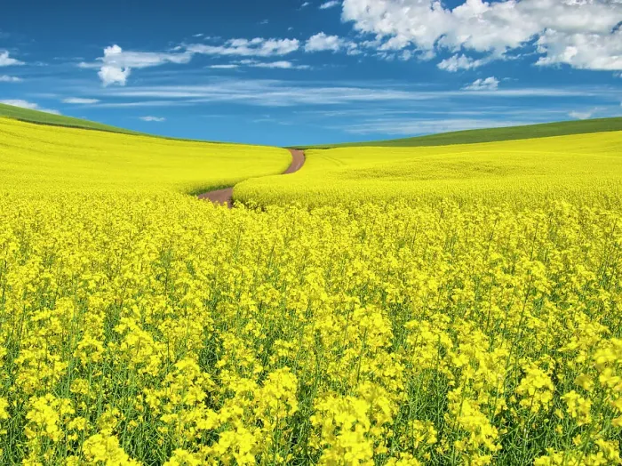 Framed Print : USA, Washington State, Palouse Region. Backcountry road winding through canola field