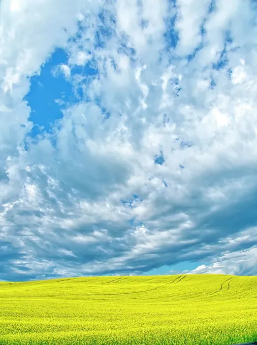 Framed Print : USA, Washington State, Palouse Region. Spring canola field with contours and Clouds Framed Print : USA, Washington State, Palouse Region. Spring canola field with contours and Clouds