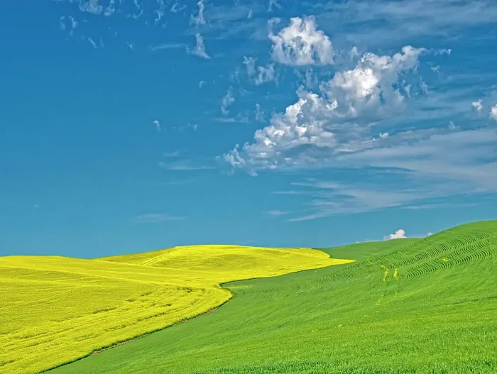 Framed Print : USA, Washington State, Palouse Region. Canola and wheat fields winding up a hill Framed Print : USA, Washington State, Palouse Region. Canola and wheat fields winding up a hill