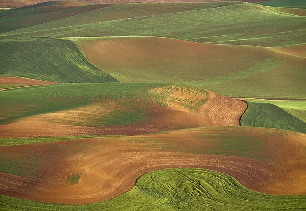 USA, Washington State, Palouse. Rolling wheat field