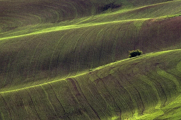 USA, Washington State, Palouse. Rolling wheat field