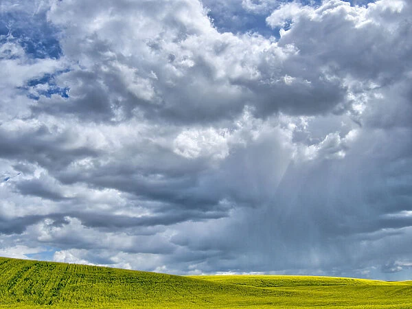 USA, Washington State, Palouse, Spring canola field with beautiful clouds