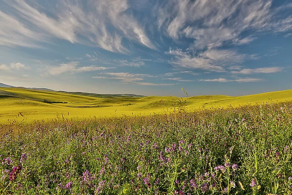 USA, Washington State, Palouse. Springtime landscape with foreground of vetch and Canola fields beyond