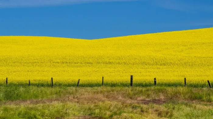 Framed Print : USA, Washington State, Palouse and springtime crop of Canola Framed Print : USA, Washington State, Palouse and springtime crop of Canola