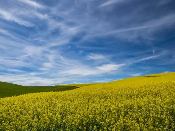 Framed Print : USA, Washington State, Palouse and springtime crop of Canola Framed Print : USA, Washington State, Palouse and springtime crop of Canola