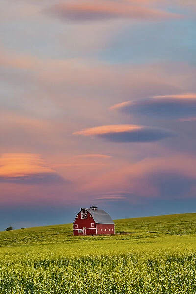 USA, Washington State, Palouse. Springtime with Red Barn surrounded by yellow Canola fields and dramatic skies