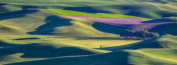 USA, Washington State, Palouse and Steptoe Butte State Park view of Wheat and Canola