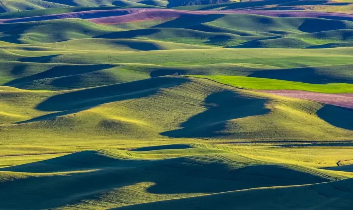 Framed Print : USA, Washington State, Palouse and Steptoe Butte State Park view of Wheat and Canola Framed Print : USA, Washington State, Palouse and Steptoe Butte State Park view of Wheat and Canola