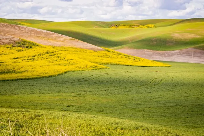Framed Print : USA, Washington State. Palouse Valley, fields of yellow mustard and other crops Framed Print : USA, Washington State. Palouse Valley, fields of yellow mustard and other crops