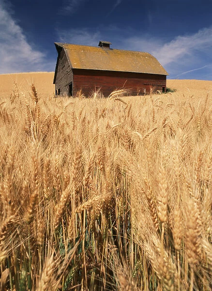 USA, Washington State, Palouse, View of barn surrounded with wheatfield