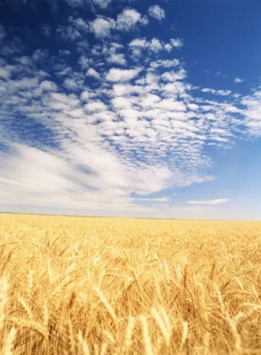 Framed Print : USA, Washington State, Palouse, View of wheat field
