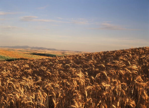 USA, Washington State, Palouse, View of wheat field in late afternoon