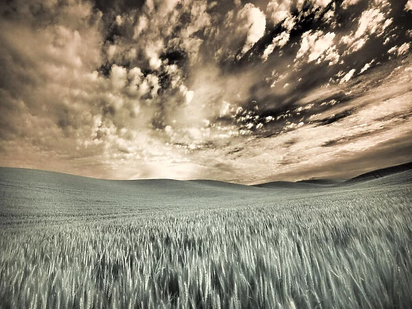 USA, Washington State, Palouse. wheat field and clouds