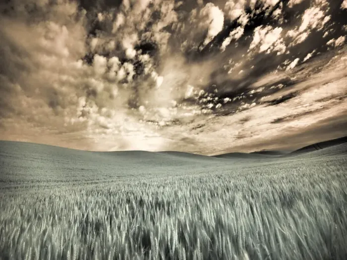 Framed Print : USA, Washington State, Palouse. wheat field and clouds