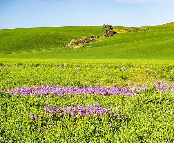 USA, Washington State, Palouse wheat fields and dollar plant in bloom near Pulman