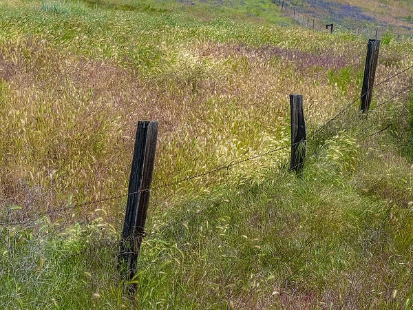 USA, Washington State, Palouse with wooden fence posts in grass field