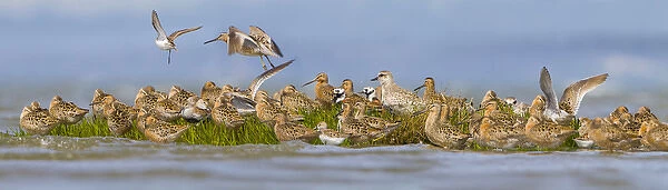 USA, Washington State. A panorama assemblage of shorebirds at Bottle Beach on Grey s