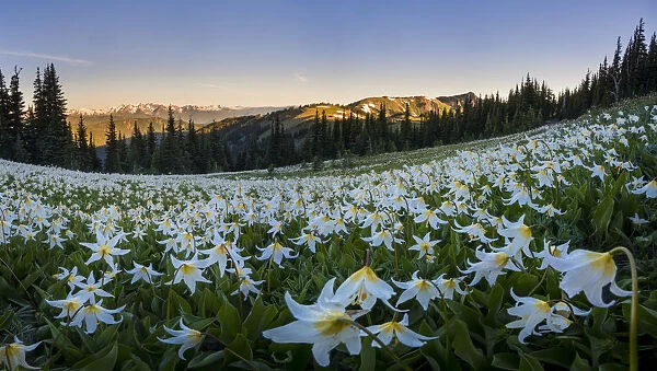 USA, Washington State. Panorama of Avalanche Lily at dawn in a subalpine meadow at