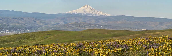 USA, Washington State. Panorama of Columbia River Gorge covered in arrowleaf balsamroot and lupine with Mount Hood in background