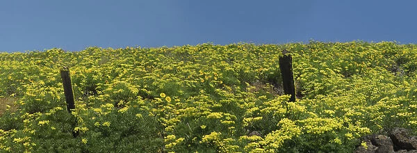 USA, Washington State. Panorama of fence line and wildflowers