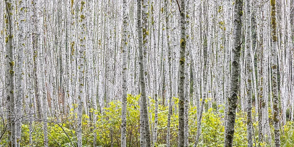 USA, Washington State. Panoramic of young alder trees in autumn