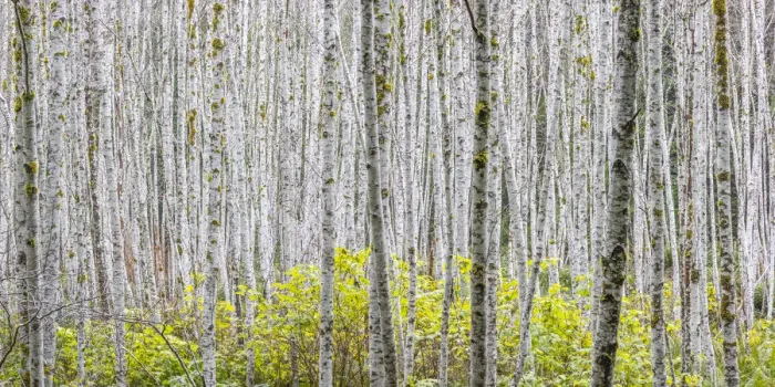 Framed Print : USA, Washington State. Panoramic of young alder trees in autumn