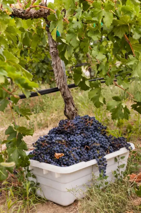 Framed Print : USA, Washington State, Pasco. A bin of merlot grapes at harvest Framed Print : USA, Washington State, Pasco. A bin of merlot grapes at harvest