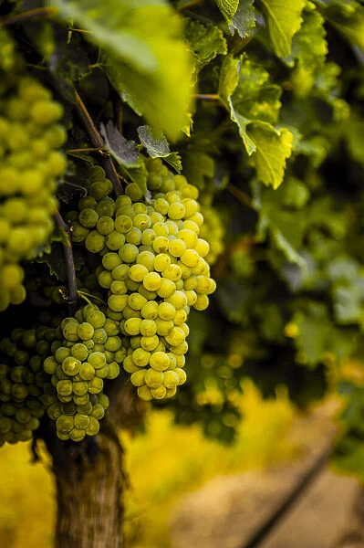 USA, Washington State, Pasco. Clusters of Sauvignon Blanc grapes
