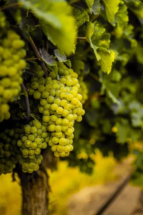 Framed Print : USA, Washington State, Pasco. Clusters of Sauvignon Blanc grapes Framed Print : USA, Washington State, Pasco. Clusters of Sauvignon Blanc grapes