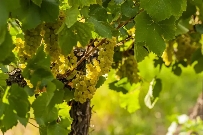 Framed Print : USA, Washington State, Pasco. Clusters of Sauvignon Blanc grapes Framed Print : USA, Washington State, Pasco. Clusters of Sauvignon Blanc grapes