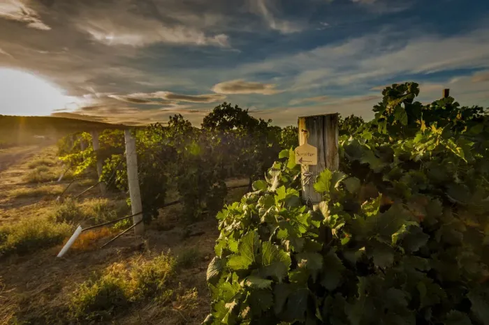 Framed Print : USA, Washington State, Pasco. Morning light on rows of merlot from Sagemoor Vineyard