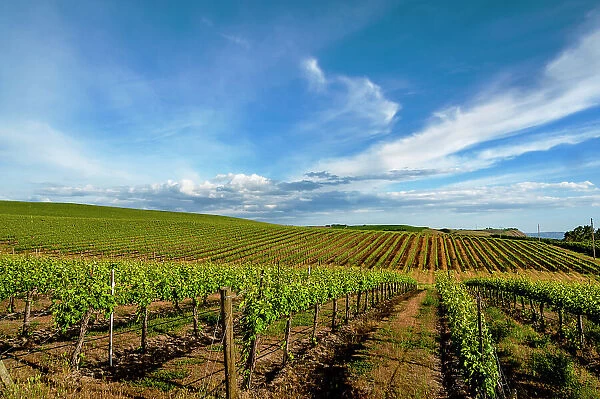 USA, Washington State, Pasco. Rows in a Washington vineyard flourish in spring light