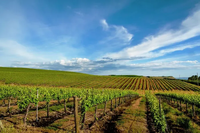 Framed Print : USA, Washington State, Pasco. Rows in a Washington vineyard flourish in spring light