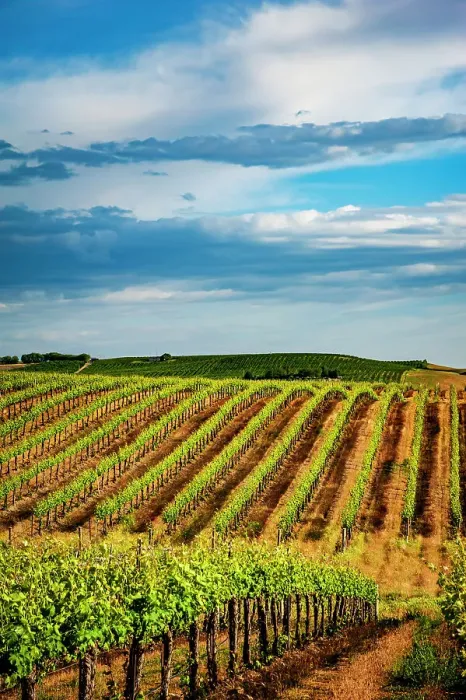 Framed Print : USA, Washington State, Pasco. Rows in a Washington vineyard flourish in spring light