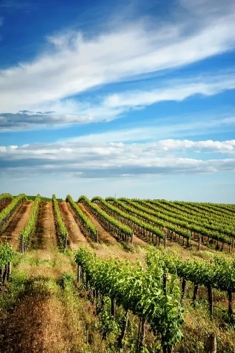Framed Print : USA, Washington State, Pasco. Spring morning on Sagemoor Vineyard, located in the White Bluffs AVA of the Columbia Valley. (Editorial Use Only)