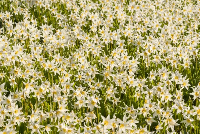 Framed Print : USA, Washington State. Pattern of Avalanche Lily (Erythronium montanum) in subalpine