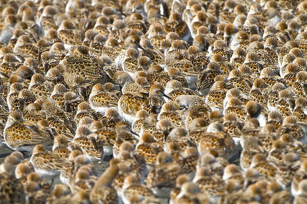 USA, Washington State. An pattern of shorebirds, mostly western sandpiper and a few dunlin