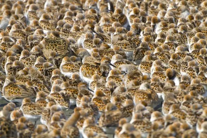 Framed Print : USA, Washington State. An pattern of shorebirds, mostly western sandpiper and a few dunlin