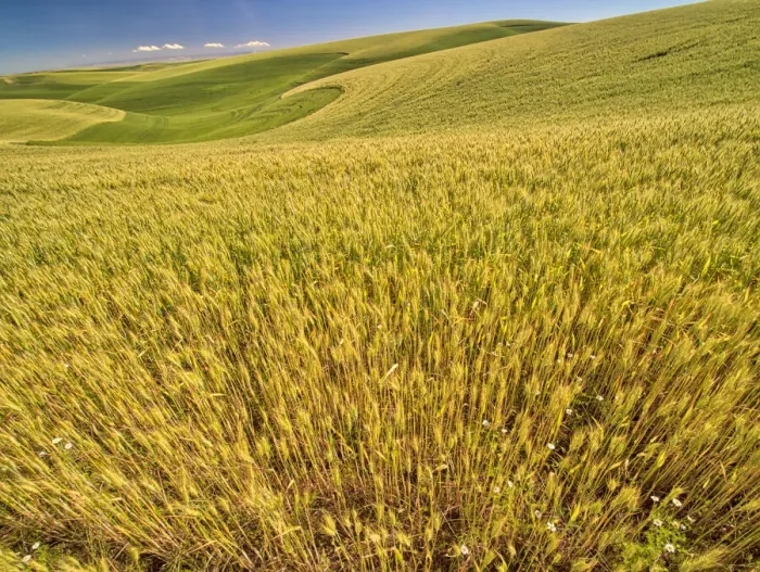Framed Print : USA, Washington State, Patterns in the fields of wheat