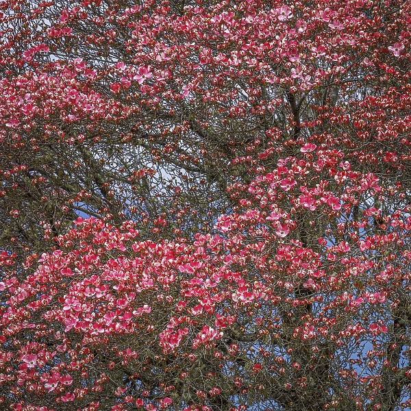 USA, Washington State. Pink dogwood tree in bloom