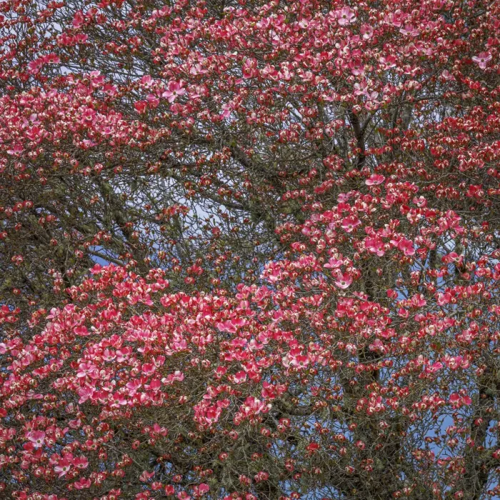 Framed Print : USA, Washington State. Pink dogwood tree in bloom