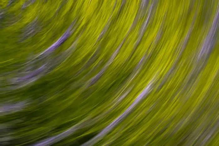 Framed Print : USA, Washington State. Plant abstract Framed Print : USA, Washington State. Plant abstract