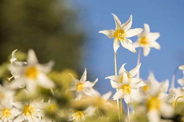 USA, Washington State. Portrait of Avalanche Lily (Erythronium montanum) at Olympic National Park