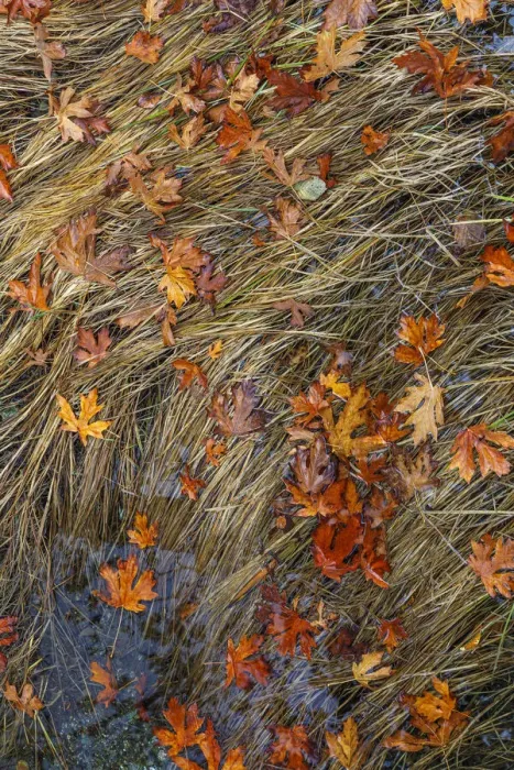 Framed Print : USA, Washington State, Poulsbo. Panoramic of fallen bigleaf maple leaves in grass Framed Print : USA, Washington State, Poulsbo. Panoramic of fallen bigleaf maple leaves in grass