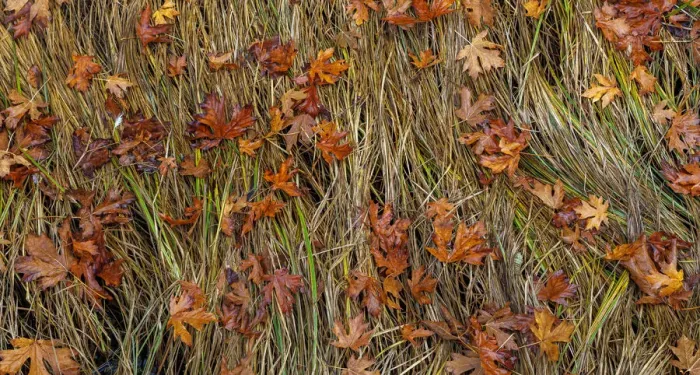 Framed Print : USA, Washington State, Poulsbo. Panoramic of fallen bigleaf maple leaves in grass Framed Print : USA, Washington State, Poulsbo. Panoramic of fallen bigleaf maple leaves in grass